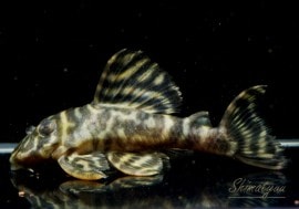 ����ʪ�����������ӥ롦�ڥ���ƥ������ȥ�����ɡ�WILD���᥹�äݤ�����ͺ�ˤʤ뤫�⡩��No.09