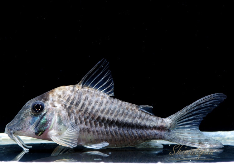 一点物 Co sp , カレラ No.02 すべての商品 AQUAF東京店通販ショップ