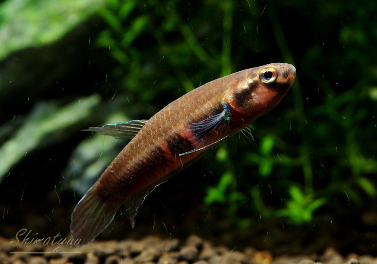 ワイルドベタ　ルブラ♀　1匹 ベタ ルブラ WILD（ペア）｜ベタの仲間 - Betta -｜スリッシャーズ