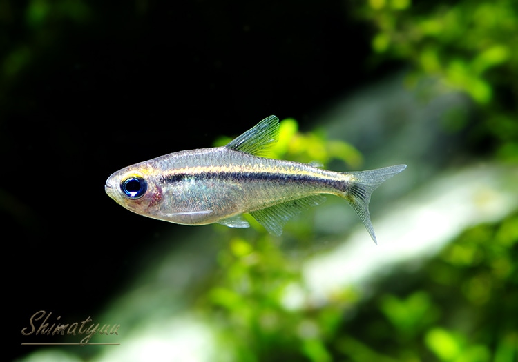 銀製熱帯魚 輝く美しさ！銀色の熱帯魚10選！水槽をクールに彩るシルバーカラーの魚