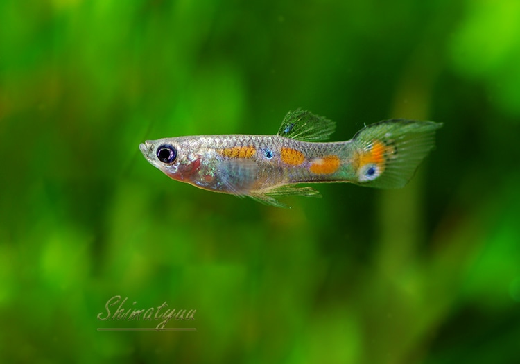 熱帯魚 ワイルド グッピー オウテイロ 3pr すべての商品 Aqua F東京店通販ショップ