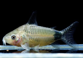 C������ݥ졡WILD��1ɤ