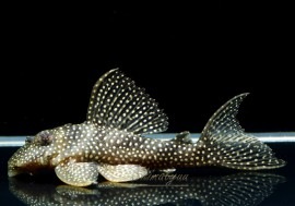 ����ʪ��L404���������������ȥ��饦��ץ쥳��WILD���ȥꥪ�֥�󥳡ɡ�No.01