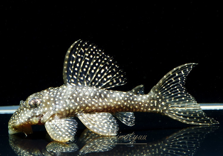 一点物 L404 スターダーストクラウンプレコ WILD “リオブランコ” No.02