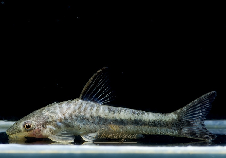 熱帯魚 オトシンクルス ミムルス 3匹 プレコ オトシンクルス ファロエラ 他 Aqua F東京店通販ショップ