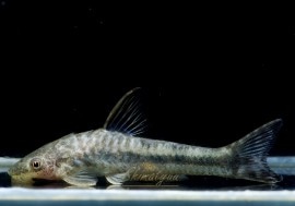 ��Ǯ�ӵ��ۡ����ȥ��󥯥륹���ߥ�륹��1ɤ����