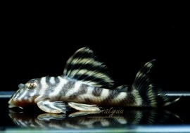 ����ʪ�����������ӥ롦�ڥ���ƥ������ȥ�����ɡ�WILD��No.02