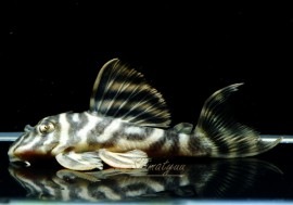 ����ʪ�����������ӥ롦�ڥ���ƥ������ȥ�����ɡ�WILD��No.03