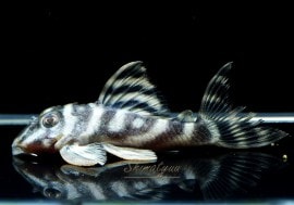 ����ʪ�����������ӥ롦�ڥ���ƥ������ȥ�����ɡ�WILD��No.04