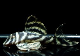 ����ʪ�����������ӥ롦�ڥ���ƥ������ȥ�����ɡ�WILD��No.05