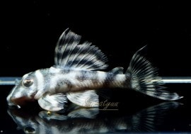 ����ʪ�����������ӥ롦�ڥ���ƥ������ȥ�����ɡ�WILD��No.06