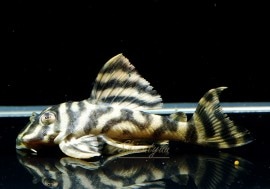 ����ʪ�����������ӥ롦�ڥ���ƥ������ȥ�����ɡ�WILD��No.07