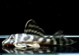 ����ʪ�����������ӥ롦�ڥ���ƥ������ȥ�����ɡ�WILD��No.08