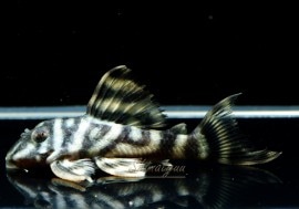 ����ʪ�����������ӥ롦�ڥ���ƥ������ȥ�����ɡ�WILD��No.09