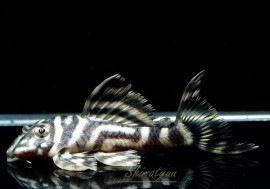 ����ʪ�����������ӥ롦�ڥ���ƥ������ȥ�����ɡ�WILD��No.10