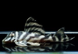 ����ʪ�����������ӥ롦�ڥ���ƥ������ȥ�����ɡ�WILD��No.11