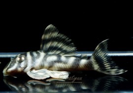 ����ʪ�����������ӥ롦�ڥ���ƥ������ȥ�����ɡ�WILD��No.12