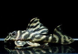 ����ʪ�����������ӥ롦�ڥ���ƥ������ȥ�����ɡ�WILD��No.13