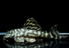 ����ʪ�����������ӥ롦�ڥ���ƥ������ȥ�����ɡ�WILD��No.14