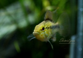 Ap.sp.�Х��ڥ�����D50���ȥꥪ���Х��ڥ��ɡ�WILD�����У�
