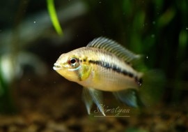 ʪ 顡ȥꥪɡBeedУTwitterNo1