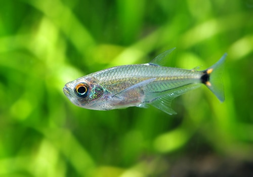 熱帯魚】 アロワナ・テトラ “ペルー” WILD 3匹 | 熱帯魚,カラシンWild