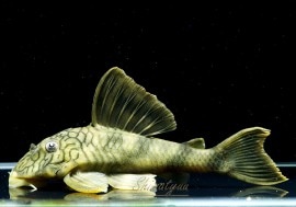 ʪͥåȥץ쥳ȥ饤ޡɡNo.07