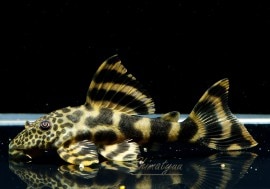 ѥ祹ڥƥȥѥ祹ɡ3ɤ