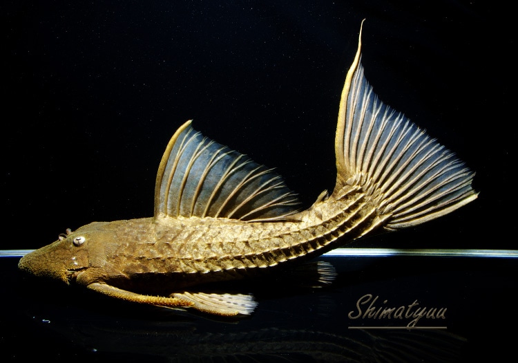 一点物 キングスカーレット 本ツクルイ 32 0cm プレコ L2464 キングスカーレット系 Aqua F東京店通販ショップ