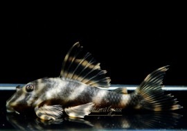 ֥åڥƥȥޥǥɡ()3ɤ