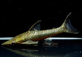 熱帯魚】 ヒポプトポマ グラレ “ペルー産” 1匹 | プレコ