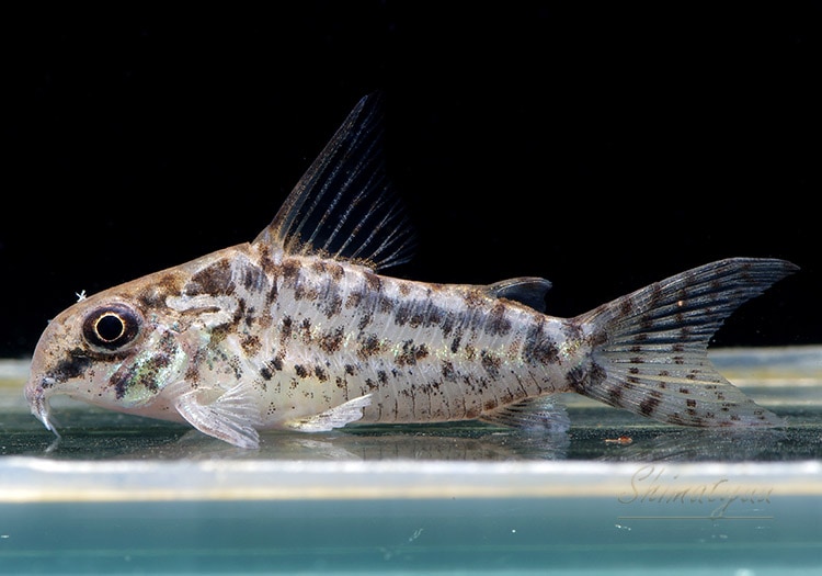 Co パンサーロレト 1匹 | すべての商品 | AQUA-F東京店通販ショップ