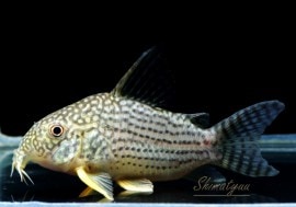 C����ƥ�Х���WILD��1ɤ