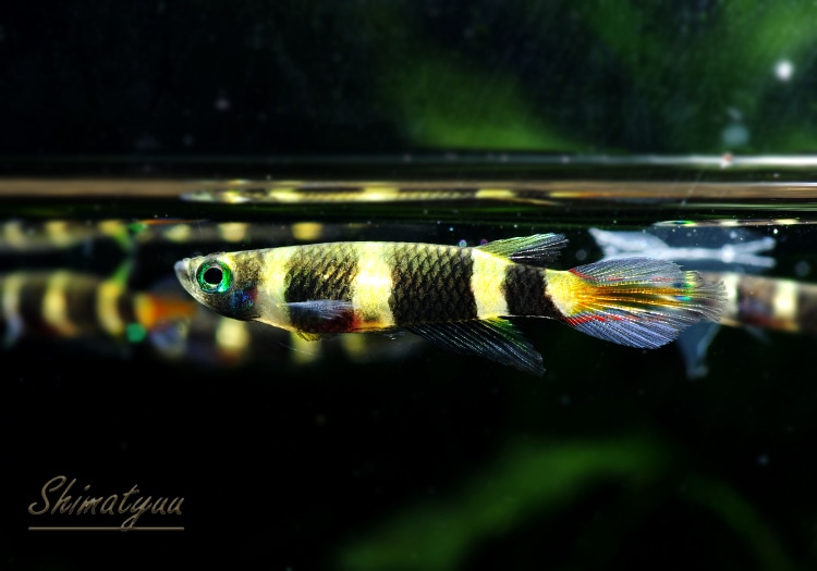 熱帯魚】 エピプラティス アニュレータス WILD 5匹 | すべての商品