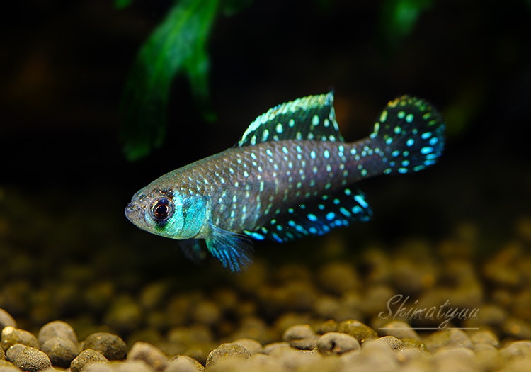 海蛍 長崎県対馬産 天然ブルーシルバーあこやパール＆サファイアペンダントブローチ 熱帯魚】 スモールアルゼンチンパール “欧便” 1Pr | 熱帯魚