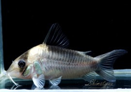 Co cf.֥ͥʥףɣ̣ġ3ɤ