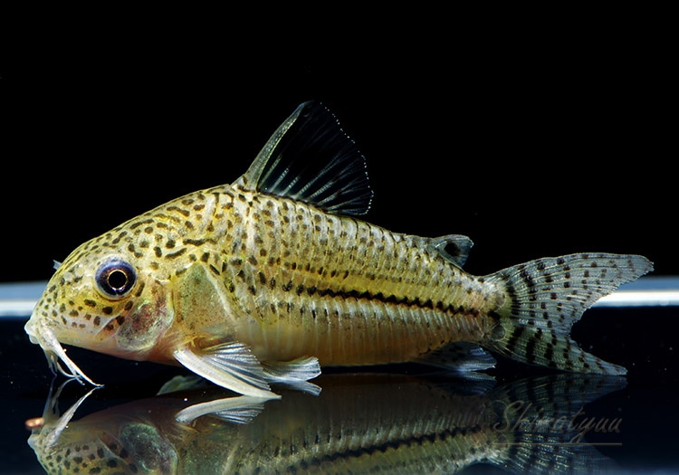 Cｏ パルジュリー Rio Paru Wild 1匹 すべての商品 Aqua F東京店通販ショップ