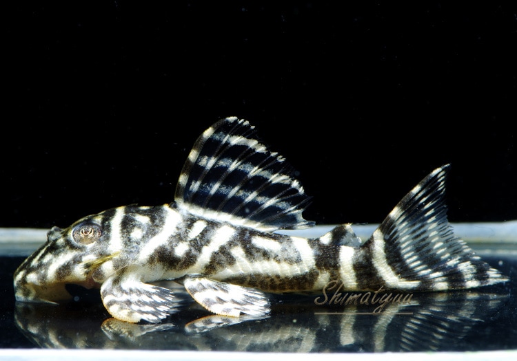 超レア‼️ヒヨコブランド　ダンガントキオ　BASSTERS別注ズィールeye仕様 超レア‼️ヒヨコブランド ダンガントキオ BASSTERS別注ズィールeye仕様