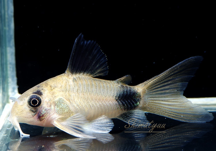 Cｏ ロングフィンパンダ Bｒeed 1匹 すべての商品 Aqua F東京店通販ショップ