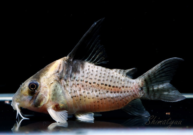 Co ブレビロストリス・ジャンボ 3匹 | コリドラス,ショートノーズ