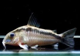 C����硼�ȥΡ��� �����ѡ����������ȥ�������3ɤ