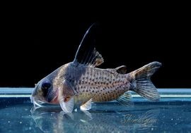 C��֥�ӥ����ȥꥹ��1ɤ