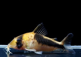 Cߥ󥰥Ρ֥ɥХɥǥӥåȥ󥸥3ɤ