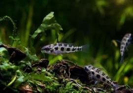 åܡɡåɡףɣ̣ġȥӥɡ5ɤ