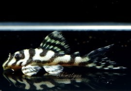 �������ò�!!������ʪ��L236���ᥬ���饦�󥼥֥顡No.10