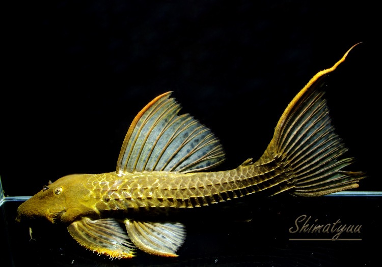 一点物 キングスカーレット ハイイエロー 本ツクルイ 36cm プレコ L2464 キングスカーレット系 Aqua F東京店通販ショップ