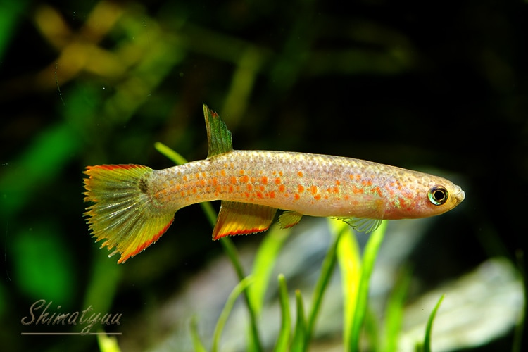 熱帯魚】 リブルス sp. TOCACHE Ⅱ WILD 2匹 | すべての商品 | AQUA-F 