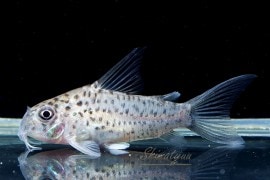 C�����ȥ��󥷥���WILD��1ɤ