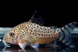 C����른���󥷥���WILD��1ɤ