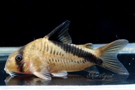 Co.cf. トリリネアータス WILD “ macho” 1匹 | コリドラス